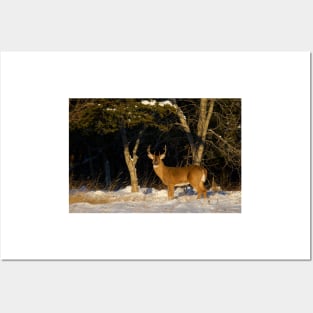 A Winters Sunset - White-tailed deer Buck Posters and Art